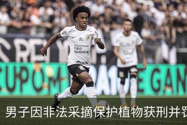男子因非法采摘保护植物获刑并罚款86150元